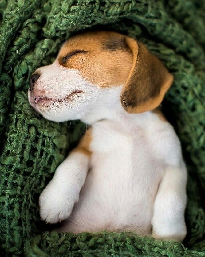 Beagle Beaglelife Beaglemoments
