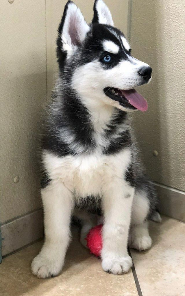A Dog Is The Only Thing On Earth That Loves You More Than He