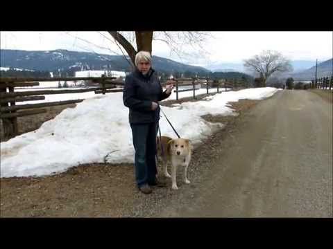 One To One Dog Behavior Training Liverpool One To One Dog Behavior Training Liverpool