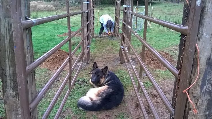 Much Needed Cattle Chute Farm Building Ideas Cows Metal Animals this-is-meant-to-be-a-cow-chute-but-i-could-see-it-being-modified-for-a