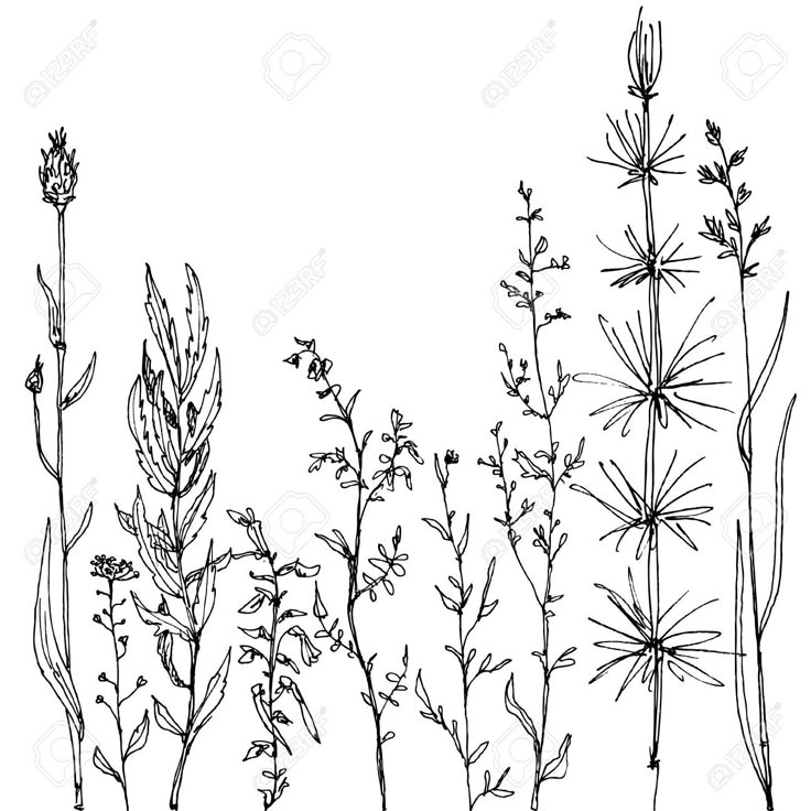 Line Art Aplic Flower Design : Beautiful flower line drawings ideas on pinterest