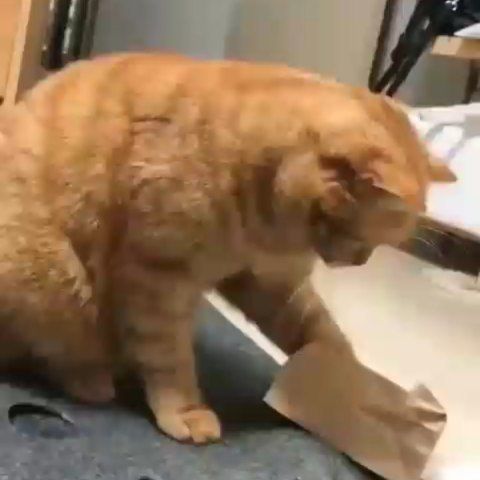 Funny Cats Of Instagram Cute Funny Animals Funny Animals Cute Animals