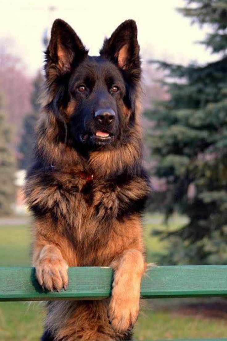 Berger Allemand L Histoire Du Berger Allemand Dogs Animals Berger Allemand L Histoire Du Berger Allemand Dogs Animals