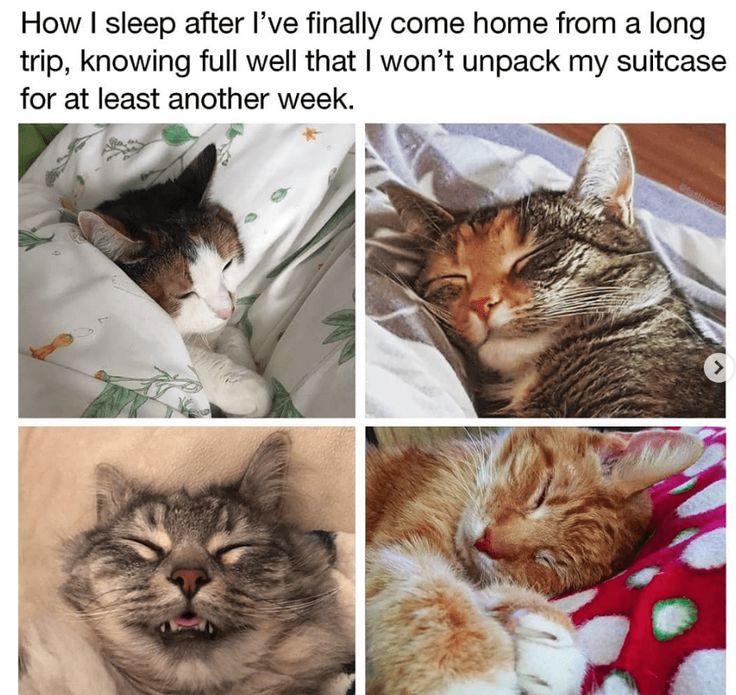 should i hiss at my cat should i hiss at my cat