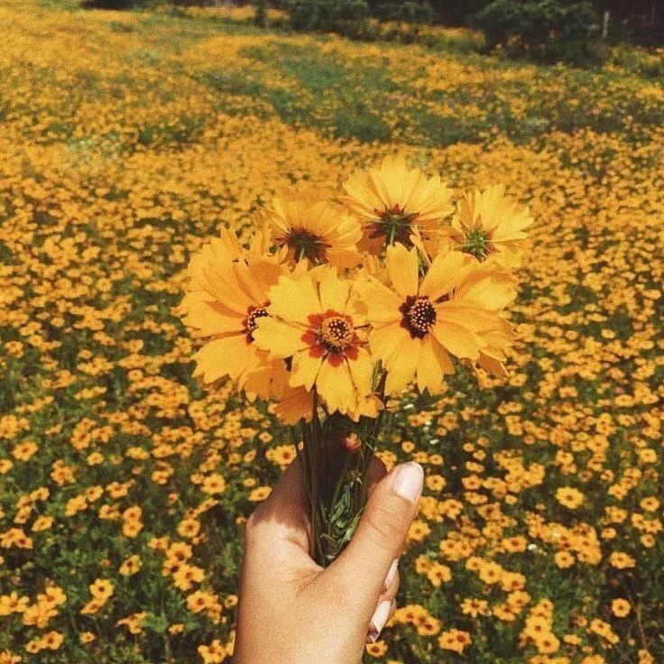 a mood yellow aesthetic mood cute flowers grain vsco orange