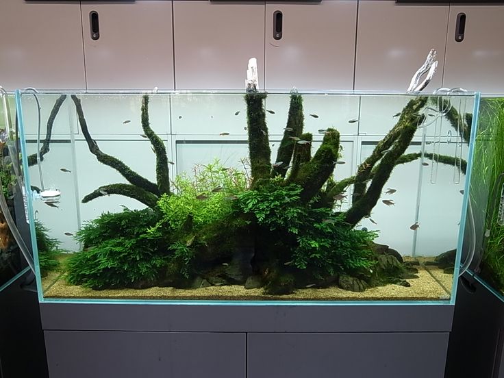 ネイチャーアクアリウム ギャラリー 3 Taquarium 水槽 レイアウト アクアスケーピング 水草水槽 ネイチャーアクアリウム ギャラリー 3 Taquarium 水槽 レイアウト アクアスケーピング 水草水槽