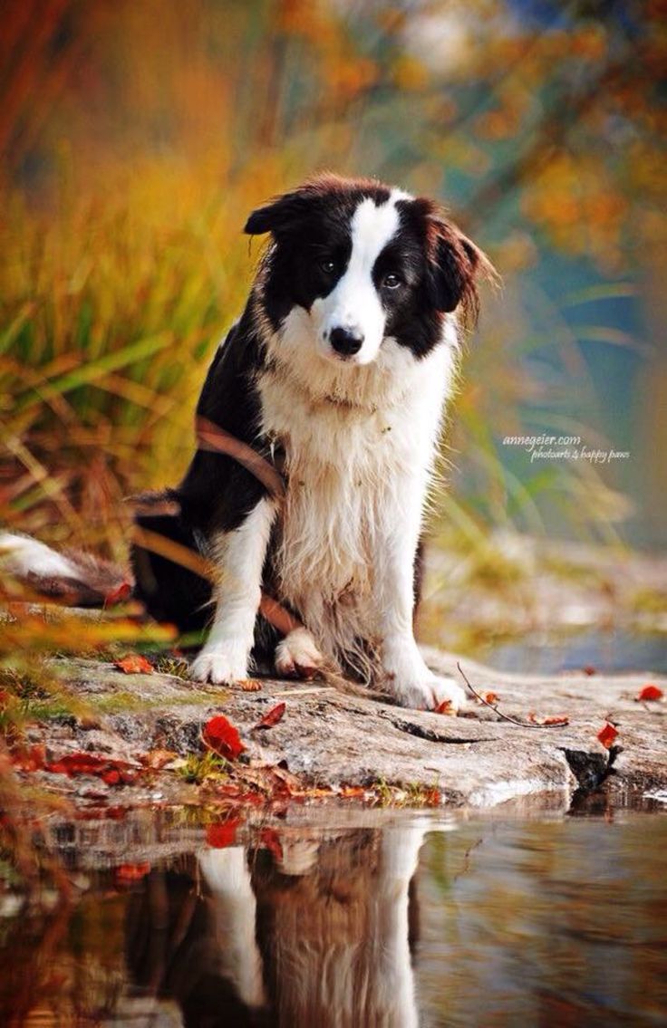 australian shepherd zucht bayern 584 best hundzugast images on pinterest animals dogs and puppy love australian shepherd zucht bayern 584 best hundzugast images on pinterest animals dogs and puppy love