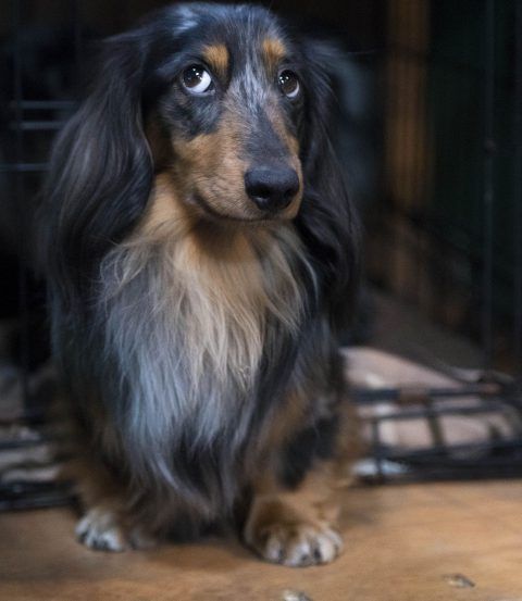 14 Things You Only Know If You Own A Sausage Dog Aka Dachshund