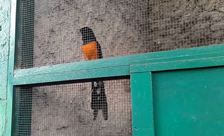Jenis Burung Murai Batu Terpopuler Di Indonesia Dan Mancanegara