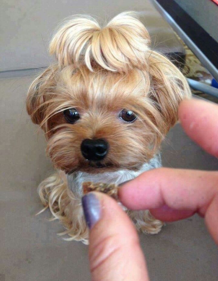 yorkie top knot 3669 best yorkies images on yorkies animals and yorkie puppies yorkie top knot 3669 best yorkies images on yorkies animals and yorkie puppies