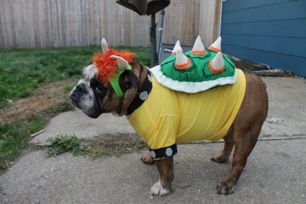 画像 とってもかわいい犬のハロウィン仮装衣装 Naver まとめ Bowser Fancy Dress Bowser Costume Fancy Dress Costumes