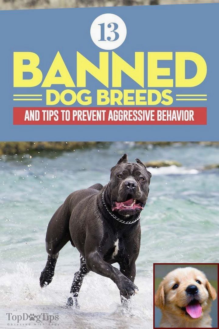 Pin By Kelly Delta Dog Training On Dog Behavior Banned Dog