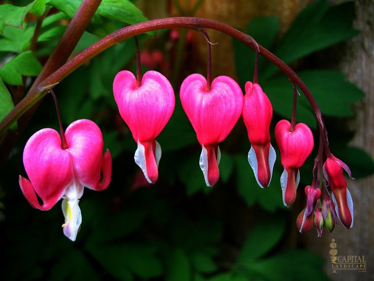 Shade Garden Ideas Zone 9 modren shade garden ideas zone 9 perennials kit hostas astilbe Shade Garden Ideas Zone 9 modren shade garden ideas zone 9 perennials kit hostas astilbe