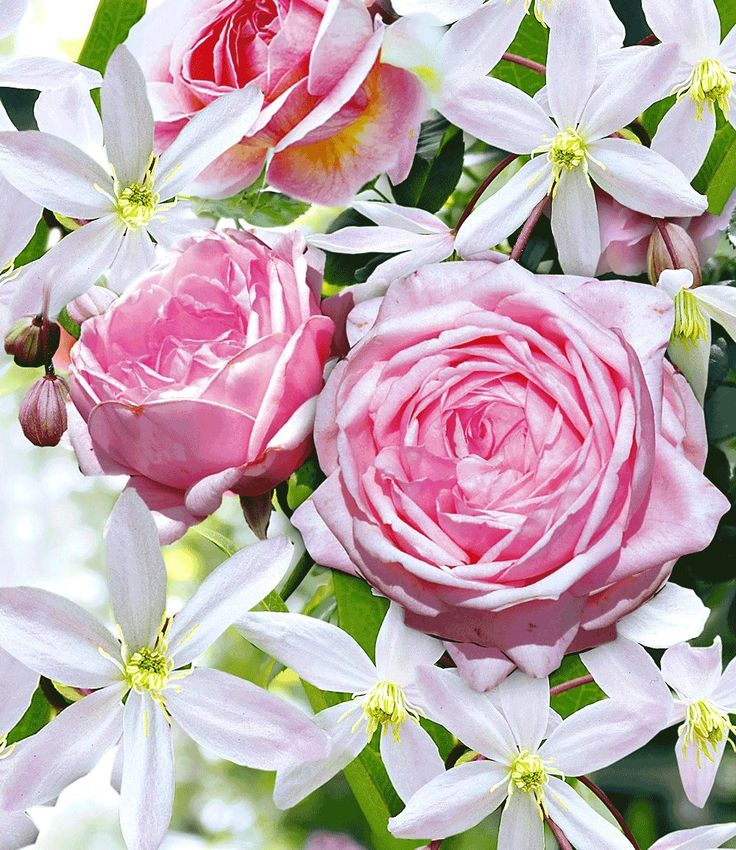 Die besten 25+ Mein schöner garten spezial Ideen auf Pinterest - abo mein schoner garten Die besten 25+ Mein schöner garten spezial Ideen auf Pinterest - abo mein schoner garten