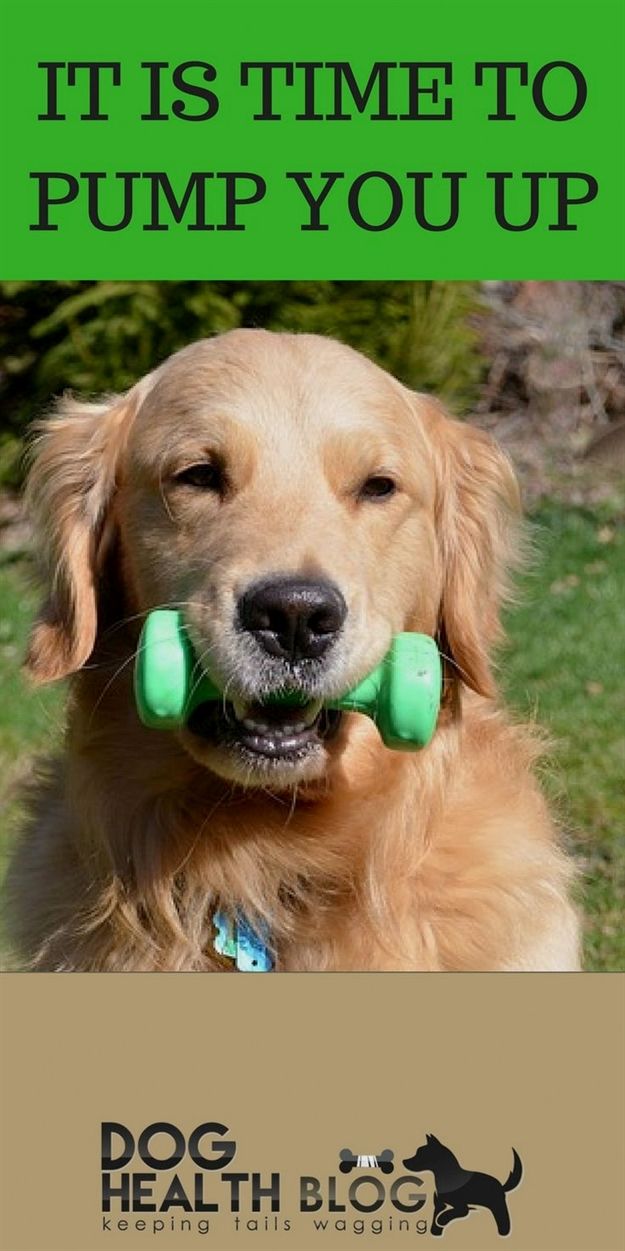 Dog Training Collars With Remote Keystone Dog Training York Pa