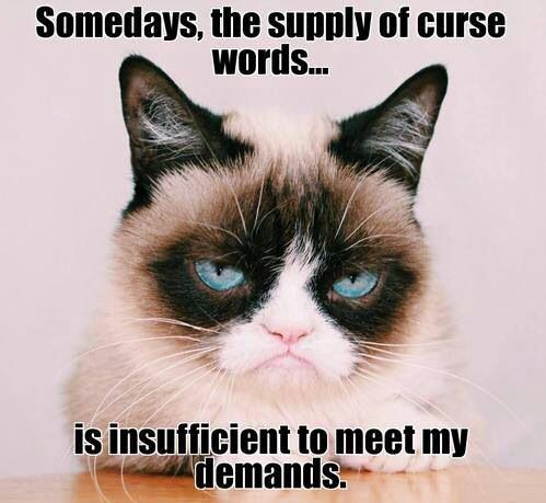 Cat Meme I F Ing Hate You Right Now Cat Meme I F Ing Hate You Right Now