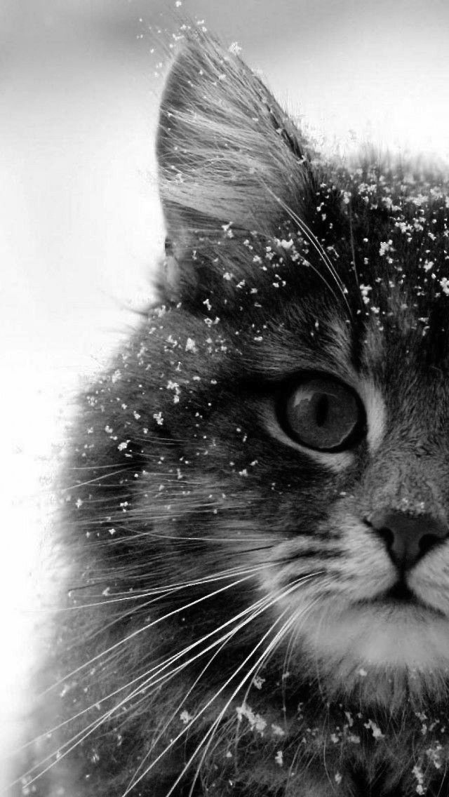 source internet – savary – #cold #frost #ice #snow #snowfall #snowing source internet – savary – #cold #frost #ice #snow #snowfall #snowing