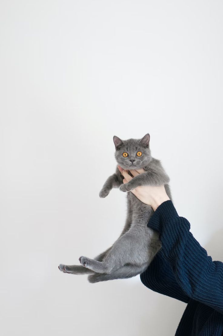 Russian Blue Cat On Blue Textile Photo Free Image On Unsplash In 22 Funny Cat Pictures Funny Cat Images British Shorthair Cats