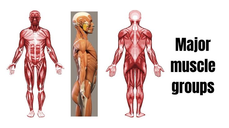 Pin by James Cordon on Kinesiology 4U Major muscles, Muscle groups Pin by James Cordon on Kinesiology 4U Major muscles, Muscle groups