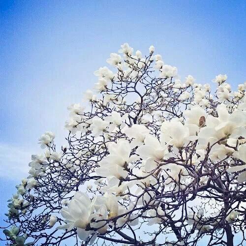 6608 cherry tree 7 best trees in images on flowering trees blossom trees and cherry blossoms 6608 cherry tree 7 best trees in images on flowering trees blossom trees and cherry blossoms
