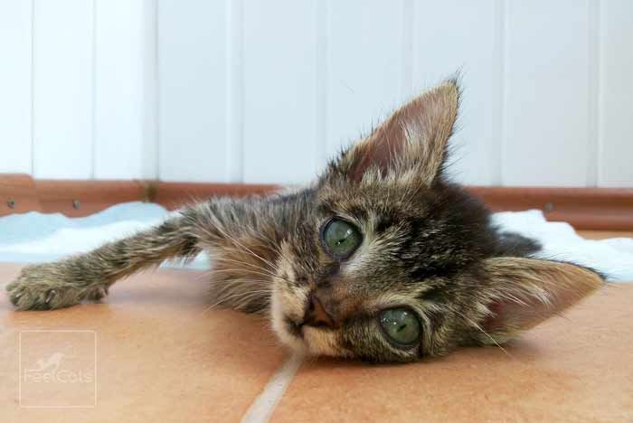 Pin En Cuidados De Un Gato