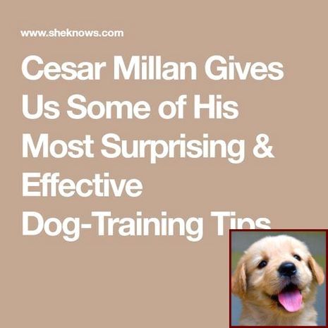 House Training Your Puppy In 7 Days And Dog Training Classes