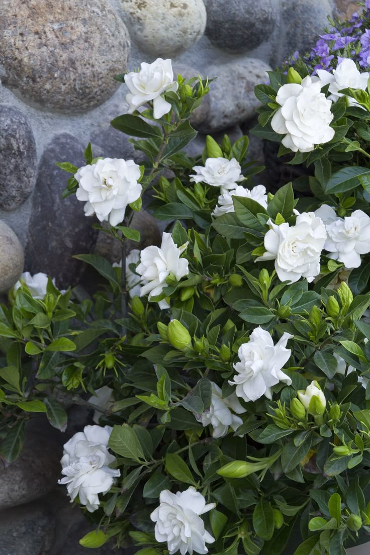 25 Best Flowering Shrubs Ideas On Pinterest White 25 Best Flowering Shrubs Ideas On Pinterest White Trees And Snowball Viburnum