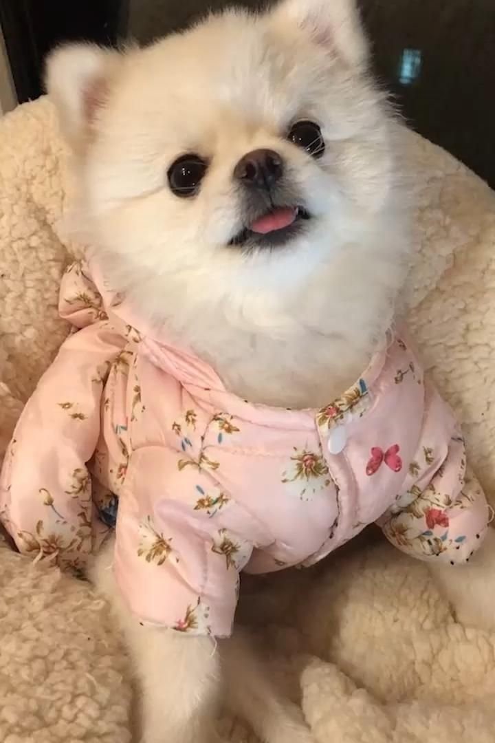 9 Best Dog Beds For A Pomeranians With FAQs Video In 2021 Cute 9-best-dog-beds-for-a-pomeranians-with-faqs-video-in-2021-cute
