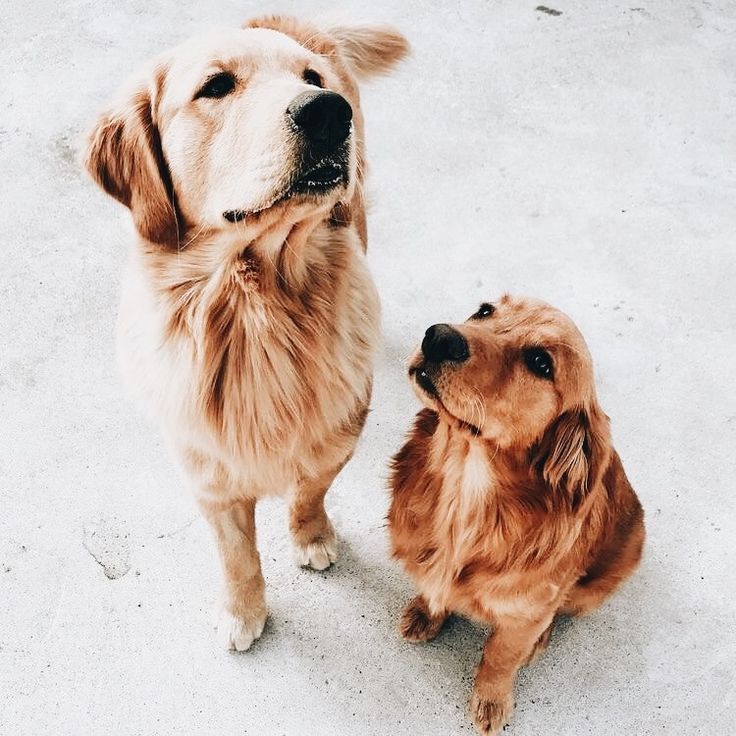 Follow Us Popcherryau For More Daily Inspo Popcherry Big Dog Little Dog Dachshund Puppy Funny Cute Dogs