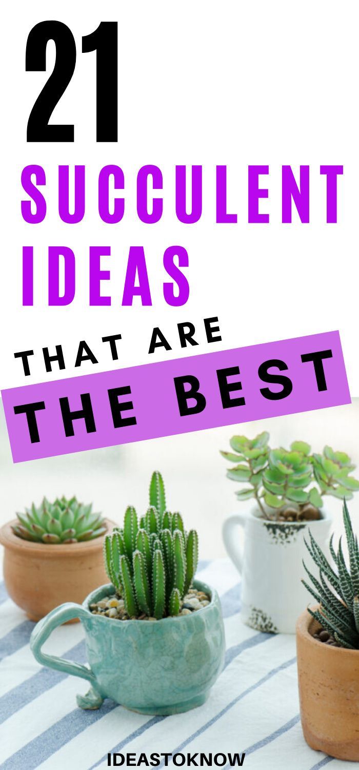 10 Best Indoor Low Light Succulents In 2020 Low Light Succulents Low Maintenance Indoor Plants Succulents Indoor