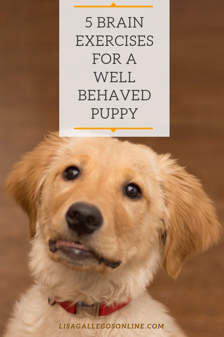 Dog Mental Exercise 5 Brain Exercises For A Well Behaved Pup