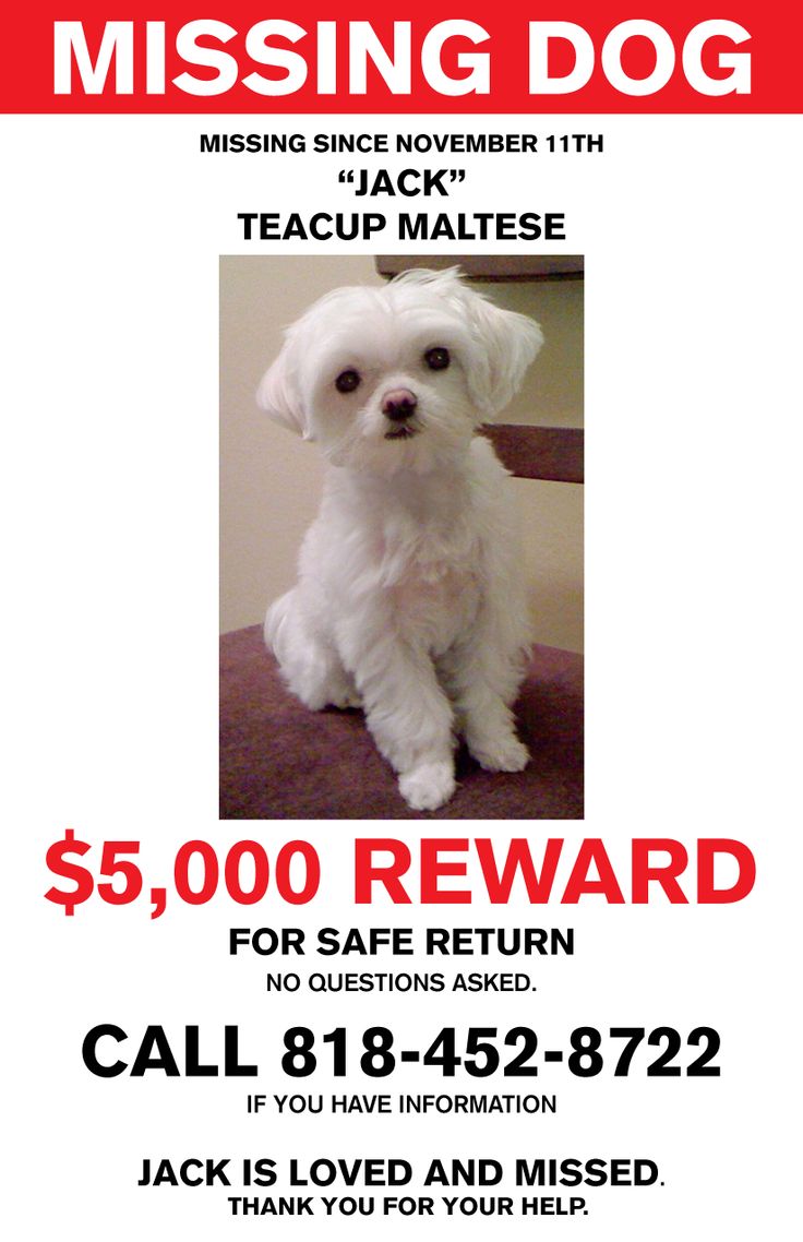 found dog flyer