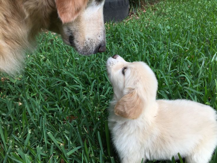australian shepherd or golden retriever 16 best angel u2014australian shepherd golden retriever mix images on australian shepherd or golden retriever 16 best angel u2014australian shepherd golden retriever mix images on