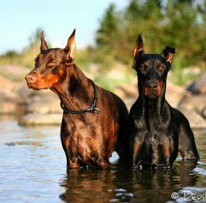 Red Black Doberman Pinchers Dobermanpinscher Doberman Dogs
