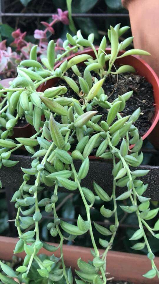 Soil for banana plant in pot