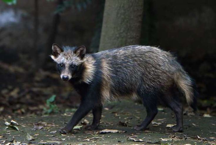 Image result for tanuki | Raccoon dog, Japanese raccoon dog, Facts