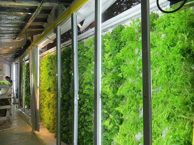 Aquaponics farming dubai 'Abu-Ghazaleh Knowledge Forum' participates in Kanz club 2021 closing ceremony
