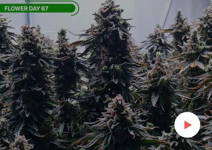 Humidifier for 2x4 grow tent
