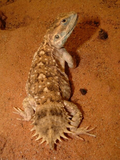 New agama species | Lizard species, Cute reptiles, Reptiles and amphibians