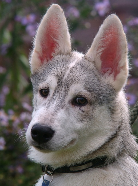 12 best For Scott images on Pinterest | Pinto rses, Adorable ...