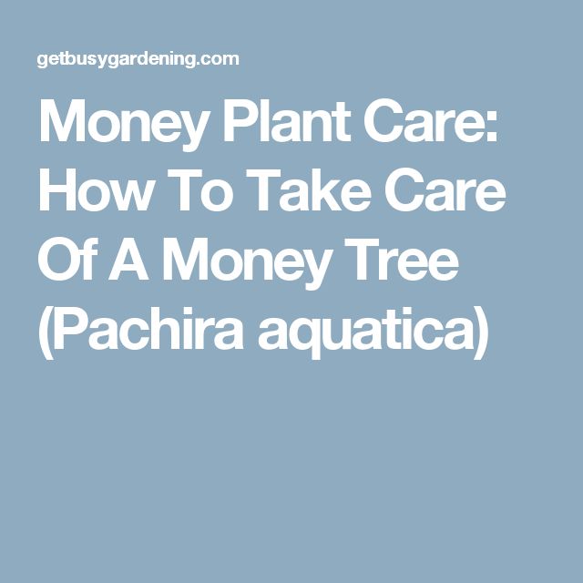 the 25 best money plant care ideas on pinterest money plant swiss cheese plant and chinese the 25 best money plant care ideas on pinterest money plant swiss cheese plant and chinese