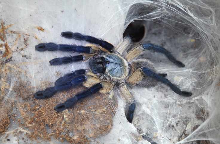 Poecilotheria rajaei | New giant Tarantula specimen found in Sri ... Poecilotheria rajaei | New giant Tarantula specimen found in Sri ...