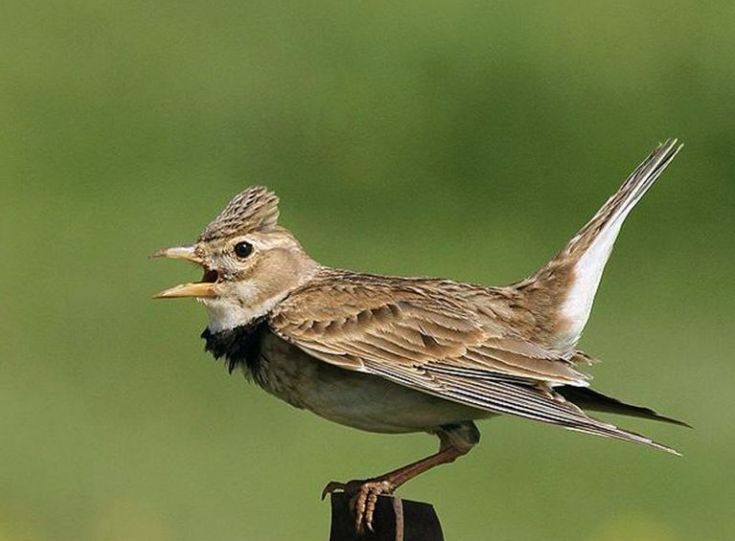 70 Jenis Burung Liar Yang Ada Di Indonesia Kicauan Hias Dan Tarung Burung Dokter Hewan Burung Cantik