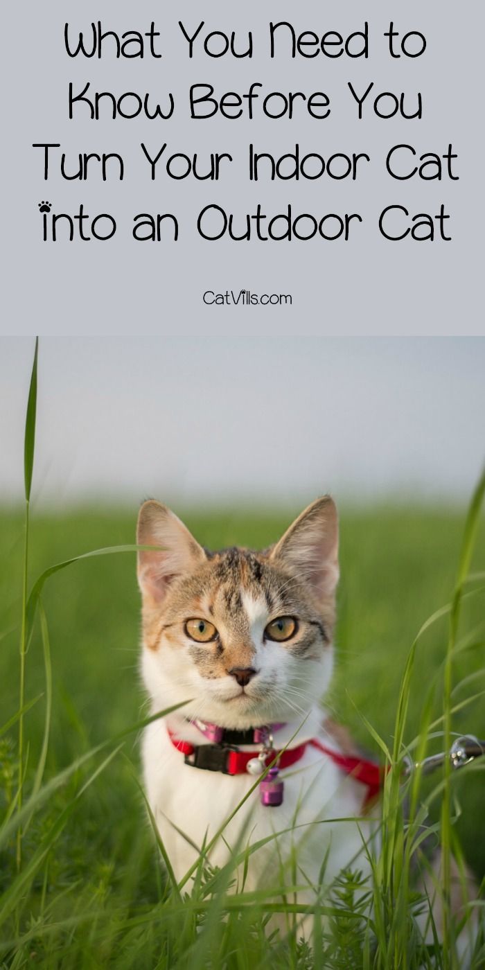 Can Indoor Cats Become Outdoor Cats In Theory Yes But That Doesn T Mean You Should Just Toss Kitty Out The Door Check Out Our Cat Training Indoor Cat Cats