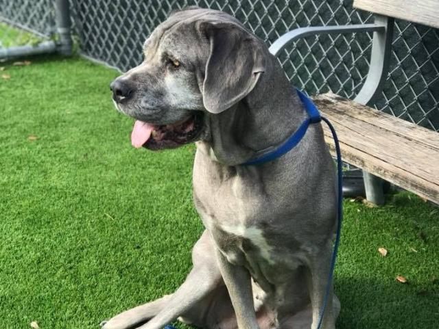 Cane Corso Puppies West Palm Beach Cane Corso Puppies West Palm Beach