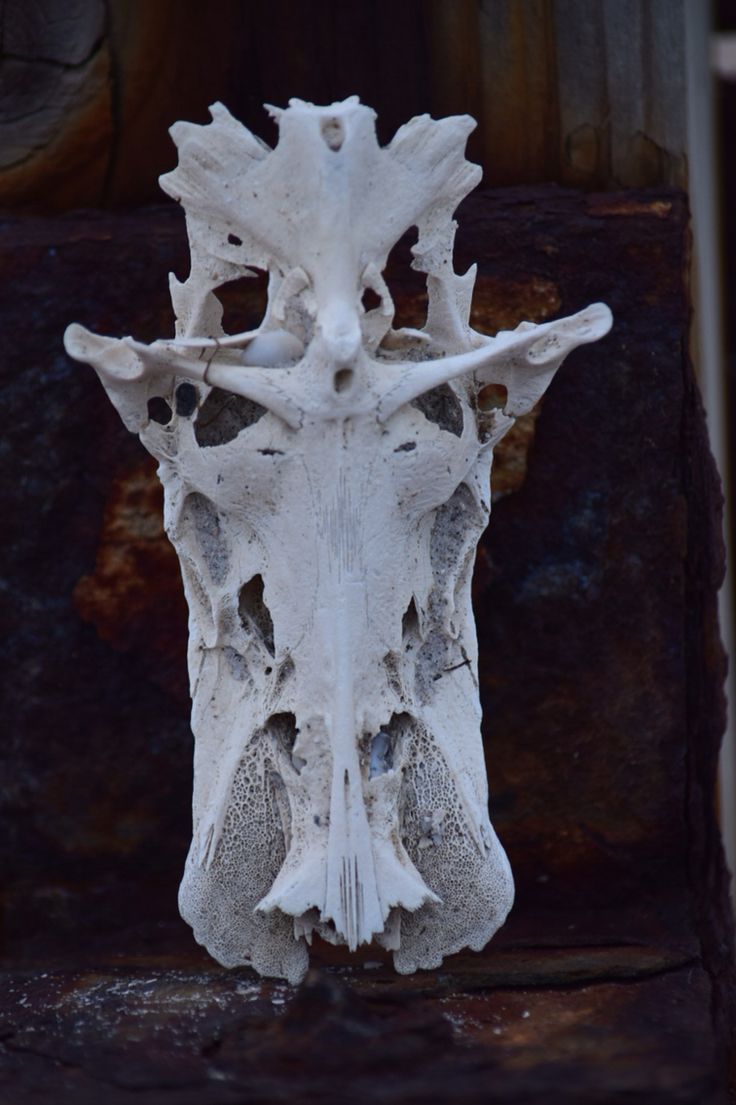 skull and bones tomb skull and bones tomb