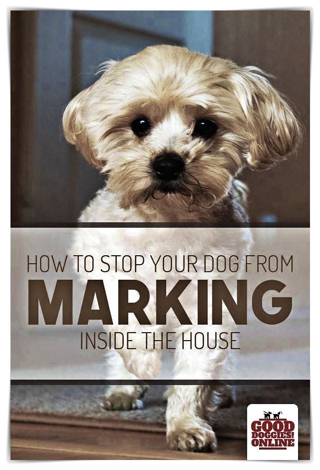 Dog Training Hacks Puppies Do Not Have A Very Long Attention