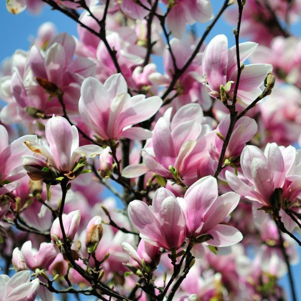 when do magnolia trees bloom in north carolina