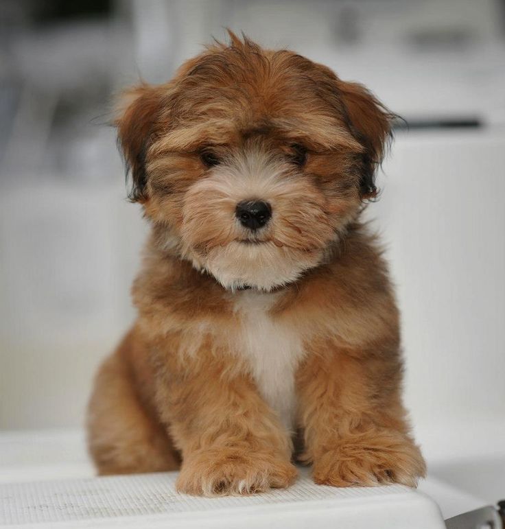 havanese poodle breeders bc 1097 best havanese photos images on friends havanese puppies and doggies havanese poodle breeders bc 1097 best havanese photos images on friends havanese puppies and doggies