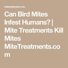 Natural Way To Kill Mites On Humans Natural Way To Kill Mites On Humans